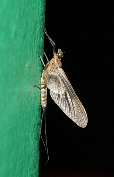 Ecdyonurus  sp.